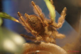 muzeul-antipa-paianjeni-scorpioni-16.JPG