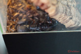 muzeul-antipa-paianjeni-scorpioni-20.JPG