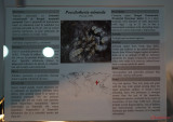 muzeul-antipa-paianjeni-scorpioni-27.JPG