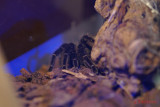 muzeul-antipa-paianjeni-scorpioni-32.JPG