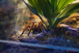 muzeul-antipa-paianjeni-scorpioni-47.JPG