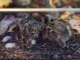 muzeul-antipa-paianjeni-scorpioni-50.JPG