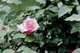 panasonic-fz1000-bleach-bypass.JPG