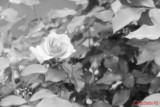 panasonic-fz1000-silky-monochrome.JPG