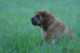 Panasonic-FZ1000-263.JPG