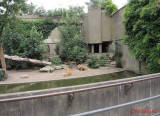 artis-zoo-amsterdam-64.JPG