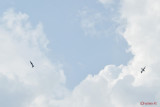 L-159-Alca-airshow-bias2016-37.JPG