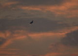 MIG-21-Lancer-airshow-bias2016-56.JPG