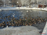 zapada-parc-titan-ior-bucuresti-31.jpg