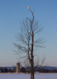 Snowy Owl