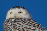 Snowy Owl