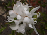 Star Magnolia.