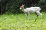 Piebald White-tailed Deer