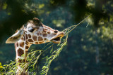 Giraffe having lunch Yum