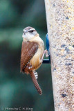 Carolina Wren