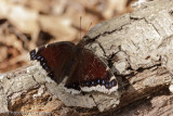 Mourning Cloak Butterfly - Nymphalis antiopa