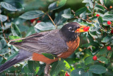 Robin Eating Honeysuckle Berries