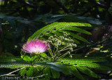 Mimosa Blossom