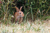 Eastern Cottontail Rabbit