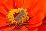 Skipper on a Zinnia