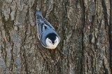 White-breasted Nuthatch