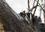 Downey Woodpecker - male
