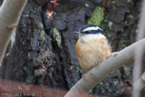 Red-breasted Nuthatch - Female
