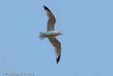 Ring-billed Gull