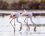 2 Flamingos