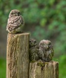 3 juveniele steenuiltjes