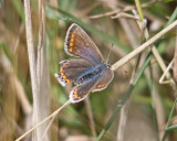 Butterfly  Blue Common Blue (Polyommatus icarus)  Cemaes Anglesey  20/08/13