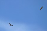 Raptors Buzzard North-African Long-Legged Buzzard (Buteo rufinus cirtensis) Cabranosa Algarve Portugal 13/10/13