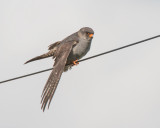 Raptors Falcons Red Footed Falcon (Falco vespertinus) Raptors Falcons Red Footed Falcon (Falco vespertinus) Chatterley Whitfield