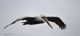 Brown Pelican