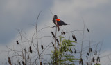 red winged Blackbird 6_7_2014