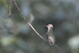 Female Black-Chinned Hummingbird