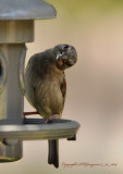 House Sparrow, Juvenile Male