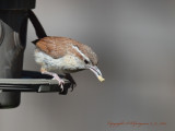 Carolina Wren