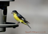 Male Lesser Goldfinch