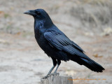 Raven in Yosemite Valley