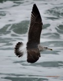 Gull in Flight