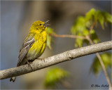 Pine Warbler (M)