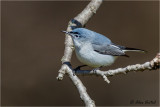Blue-gray Gnatcatcher (M)