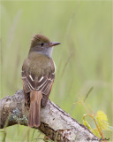  Great Crested Flycatcher (M)