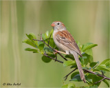 Field Sparrow (M)