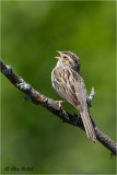 Clay-colored Sparrow (M)