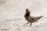 Ruffed Grouse