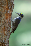  Black-backed Woodpecker