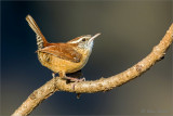 Carolina Wren