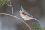 tufted_titmouse